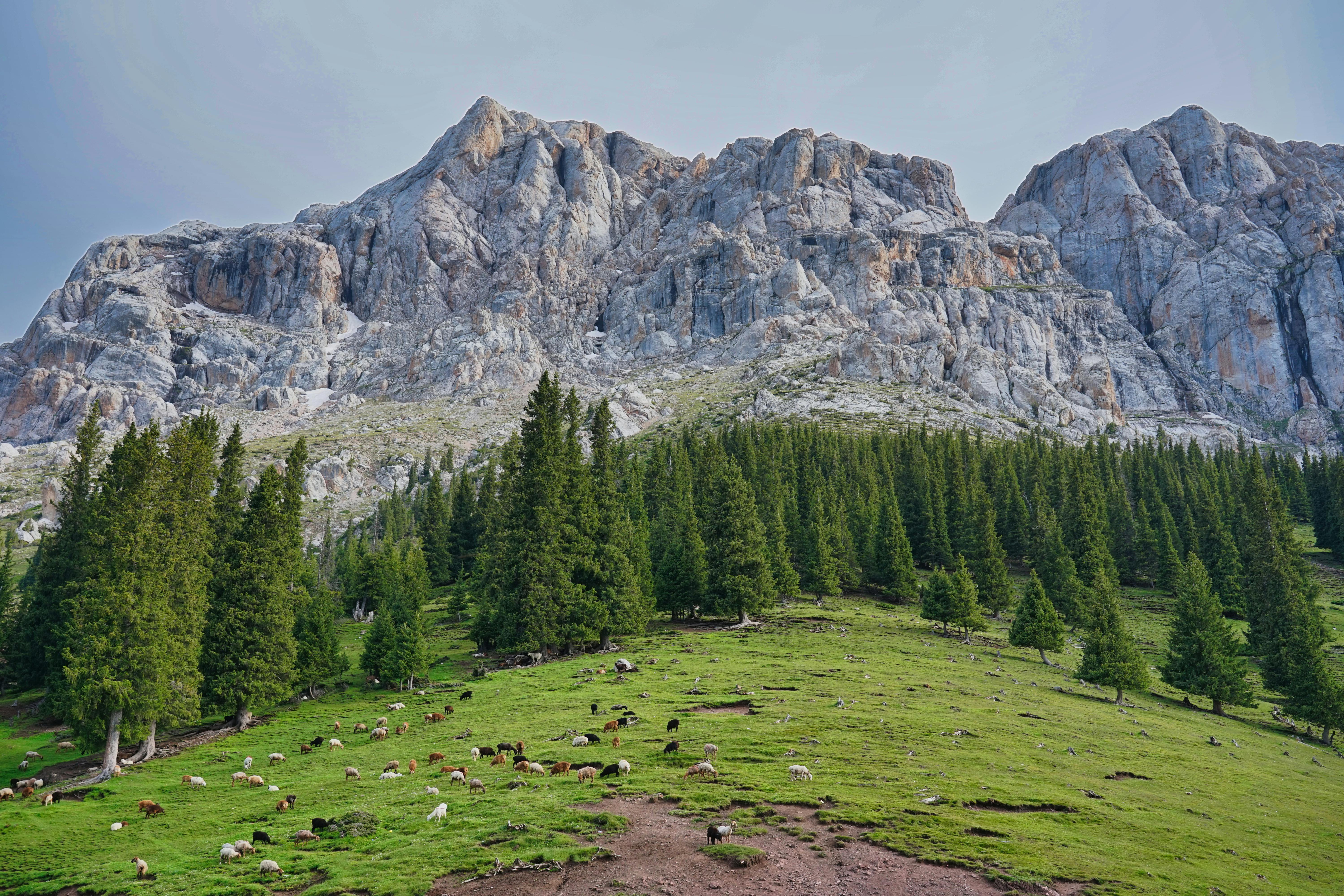 Gratis Temukan keindahan tenang lanskap pegunungan dengan kawanan hewan yang sedang merumput di latar depan. Foto Stok