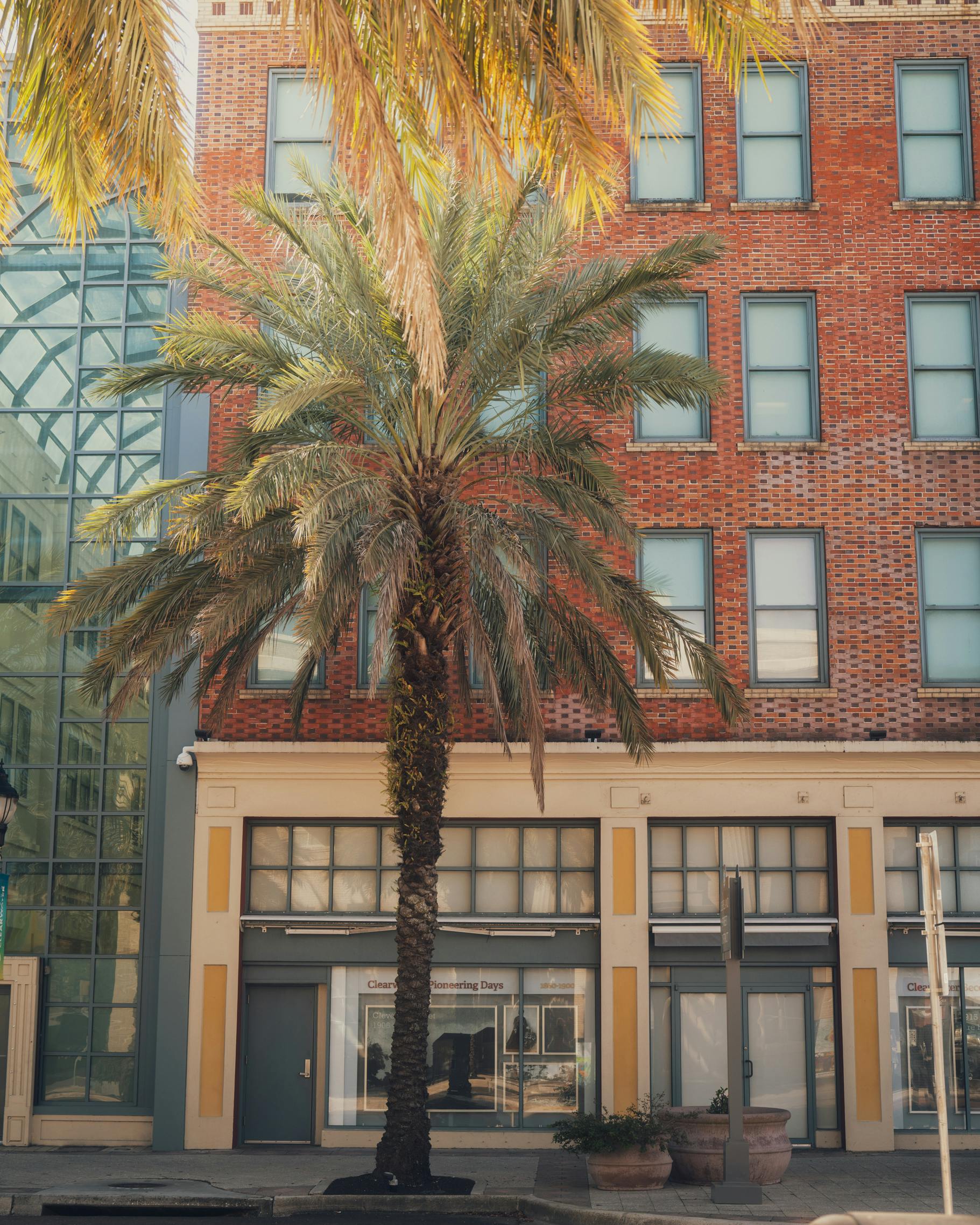 бесплатная Пальма на фоне эффектного кирпичного здания, демонстрирующая особенности городской архитектуры. Стоковое фото