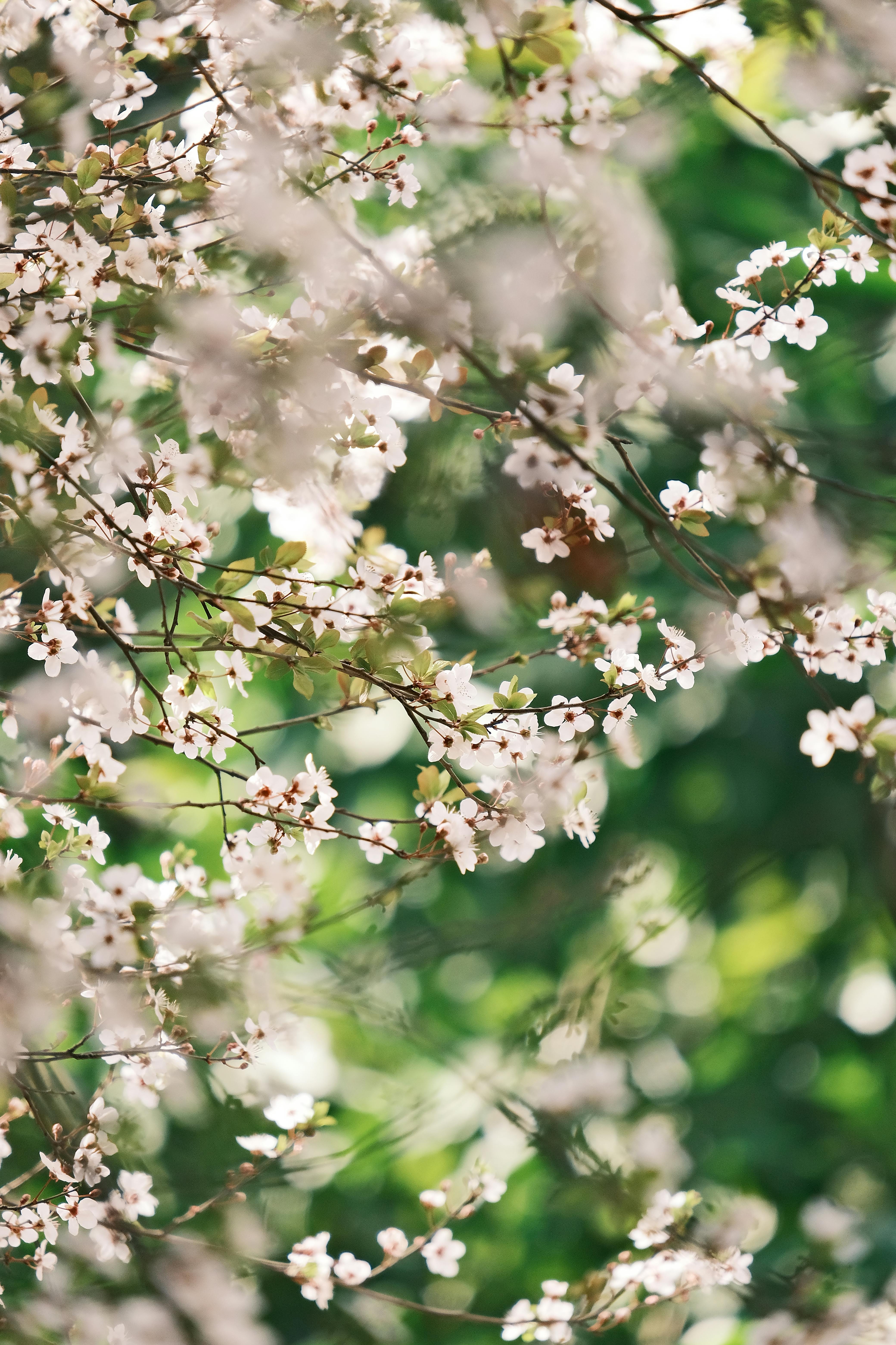 Free Soft focus image of cherry blossoms creating a serene spring ambiance. Stock Photo