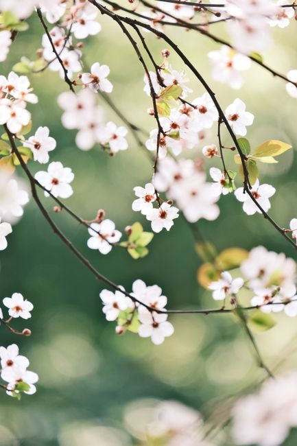 Delicate cherry blossoms in full spring bloom against a soft-focus green background.
