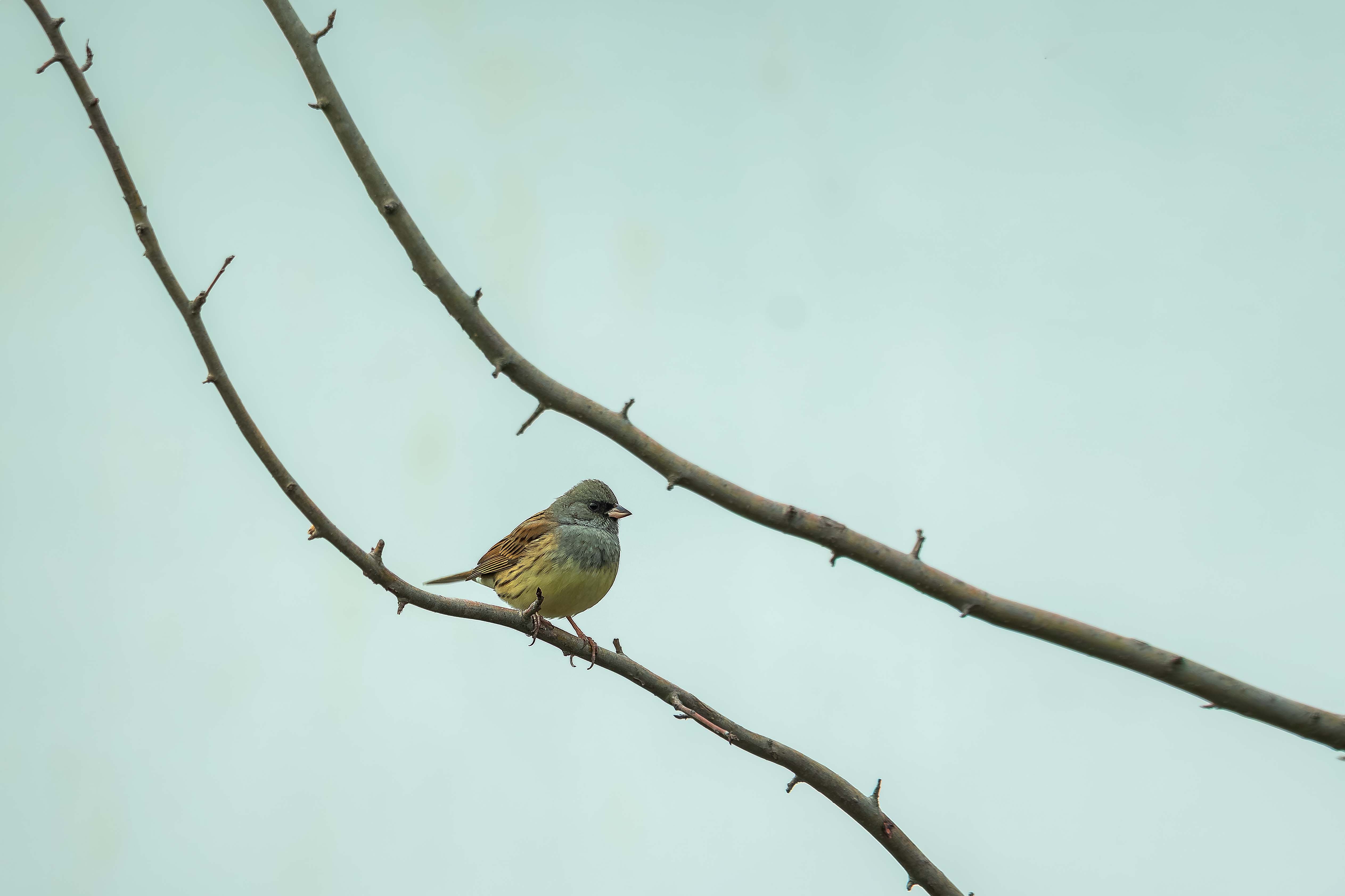 A sparrow sits on a bare branch against a serene sky in China, capturing the essence of spring.