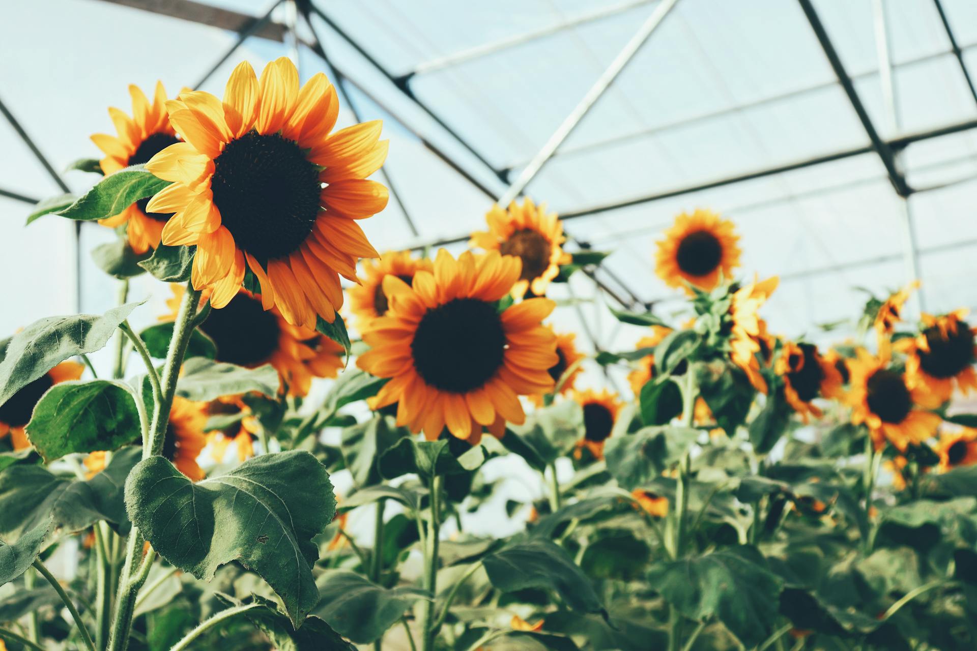 Vibrant sunflowers blooming in a greenhouse setting, showcasing natural beauty.