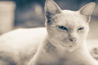 这只白猫拥有一双引人注目的蓝眼睛，特写镜头展现了它宁静的表情