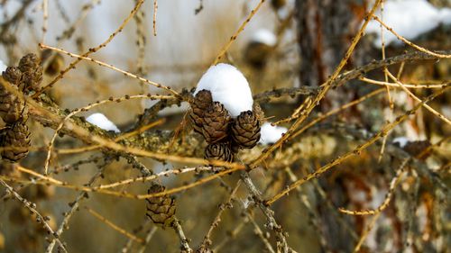 Free Close-up of pine cones with a dusting of snow on tree branches, showcasing winter nature. Stock Photo
