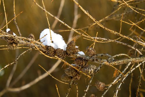 Free Close-up of snow-covered pine cones on a tree branch in winter, showcasing nature's beauty. Stock Photo