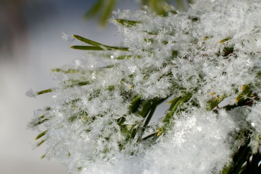 Detailed macro shot of snowflakes on pine needles, showcasing winter beauty.