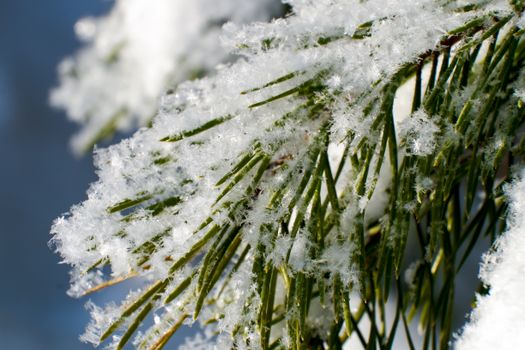 Detailed image of pine needles covered in fresh snow during winter.