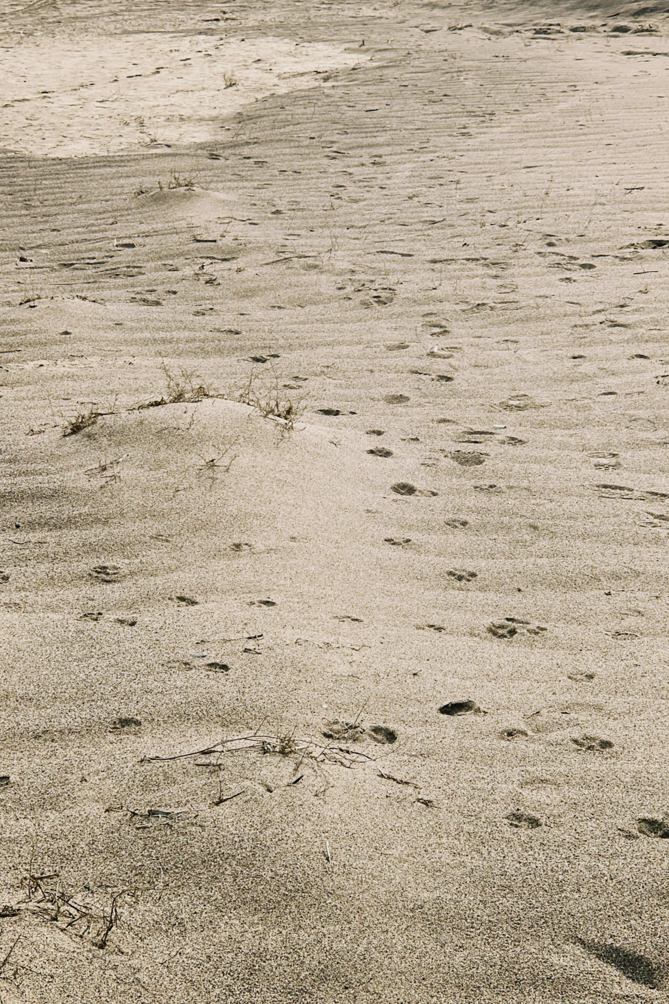 Free A serene desert landscape with sand dunes and animal tracks under a clear sky in Almaty Region, Kazakhstan. Stock Photo
