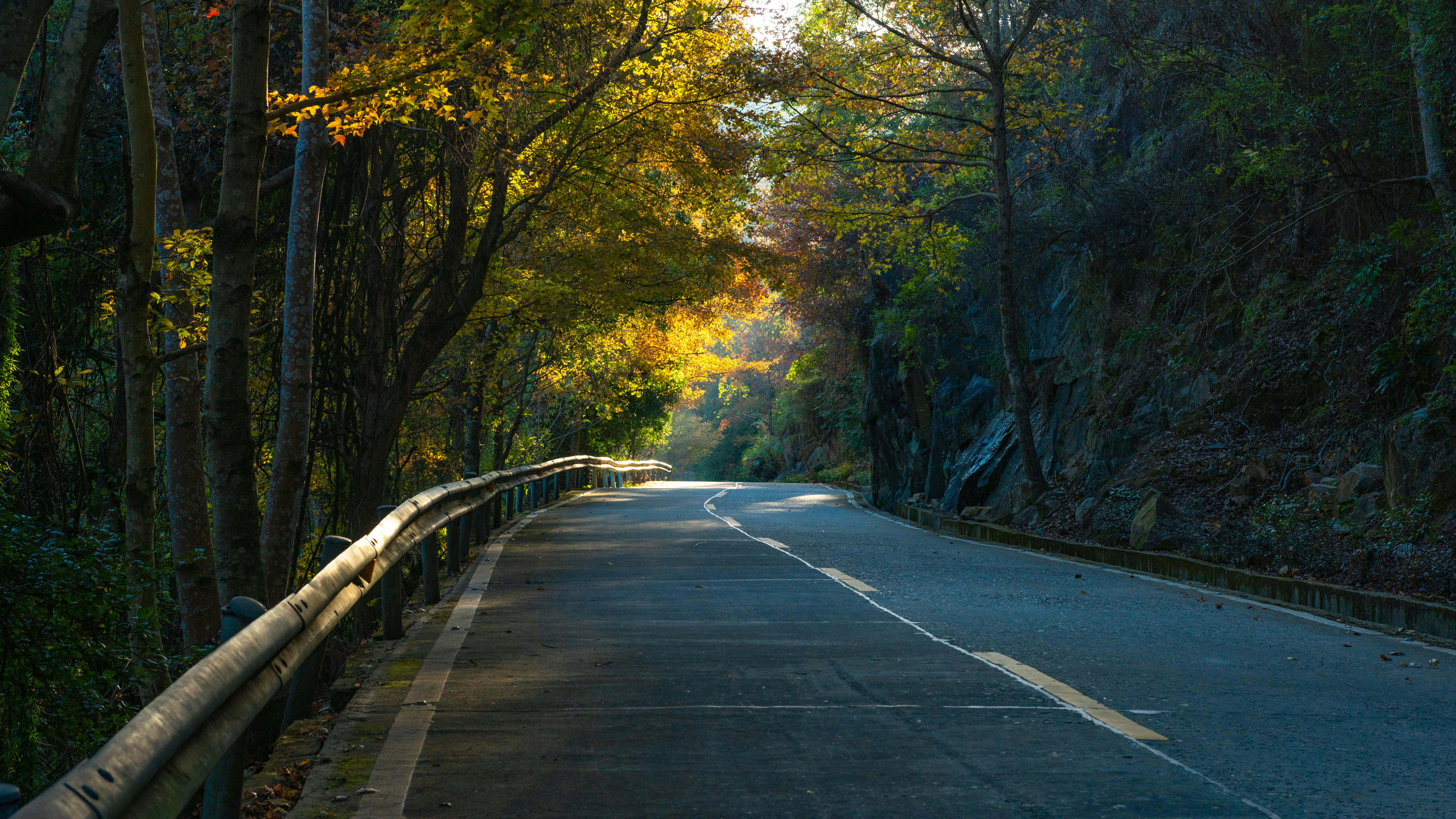 Serene forest road bathed in autumn light, ideal for peaceful travel inspiration.