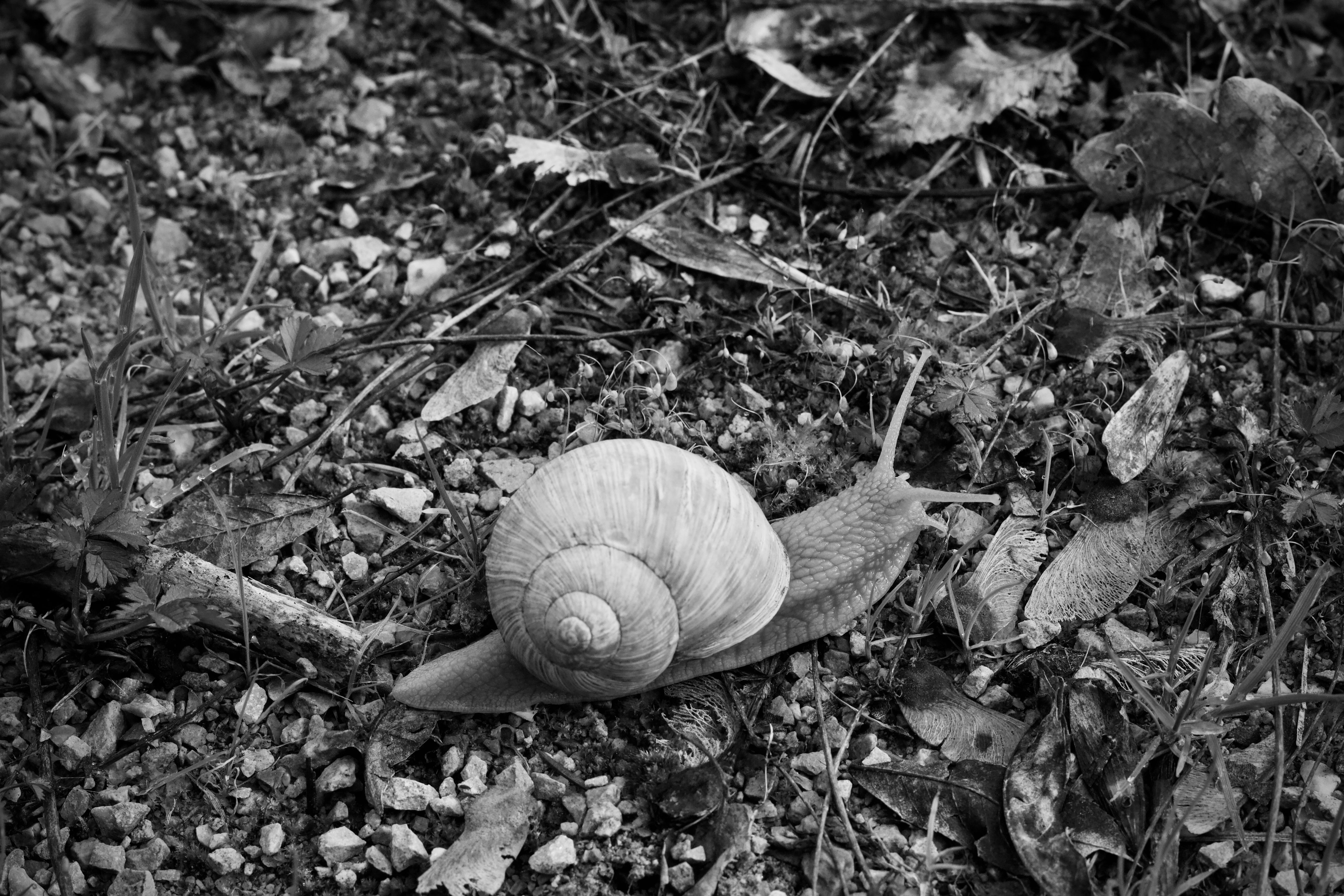Black and White Snail Crawling on Forest Floor · Free Stock Photo