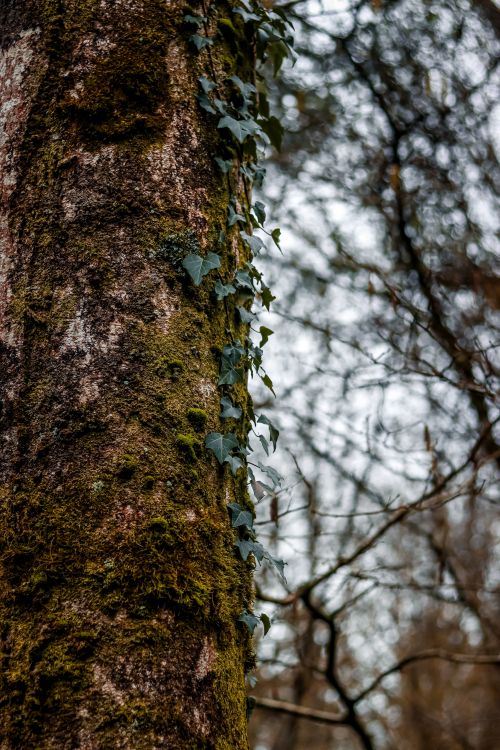 Free Moss-covered tree trunk with ivy in a serene English woodland during winter. Stock Photo