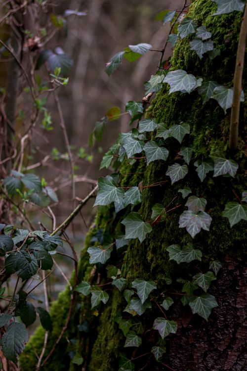 Free Dense ivy climbing a moss-covered tree trunk in the serene woods of England. Stock Photo