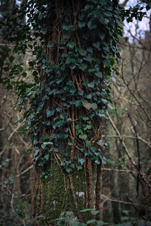 Free A close-up of a tree trunk covered with lush ivy in an English forest setting, highlighting nature's beauty. Stock Photo