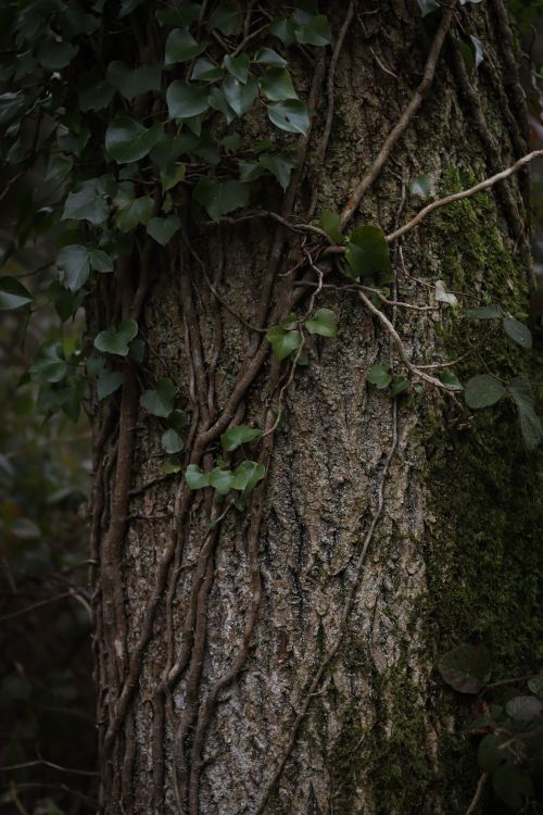 Free Detailed view of tree bark entwined with ivy vines, showcasing natural textures. Stock Photo