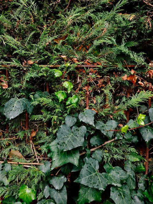 Free A close-up of lush green ivy and cedar leaves interwoven in a detailed pattern. Stock Photo