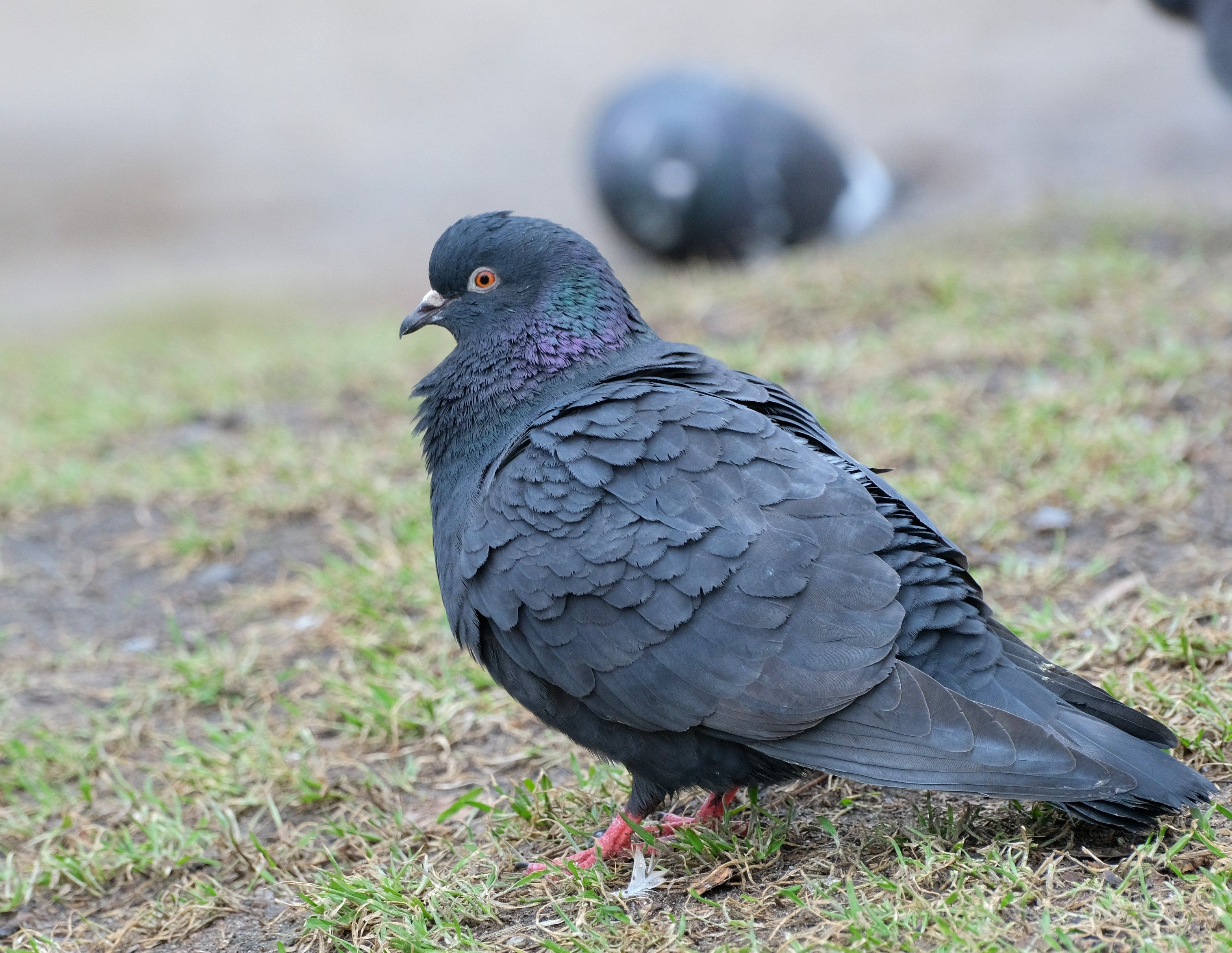 Close up Of A Feral Pigeon On Grass Free Stock Photo