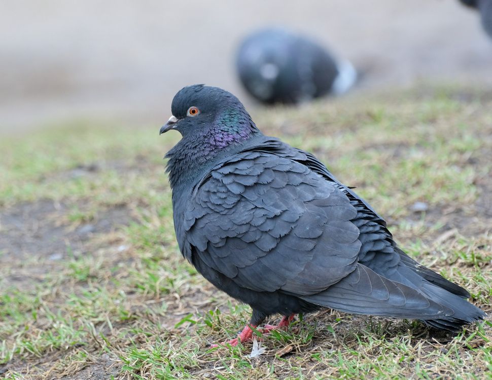 Close up Of A Feral Pigeon On Grass Free Stock Photo Close up Of A Feral Pigeon On Grass Free Stock Photo