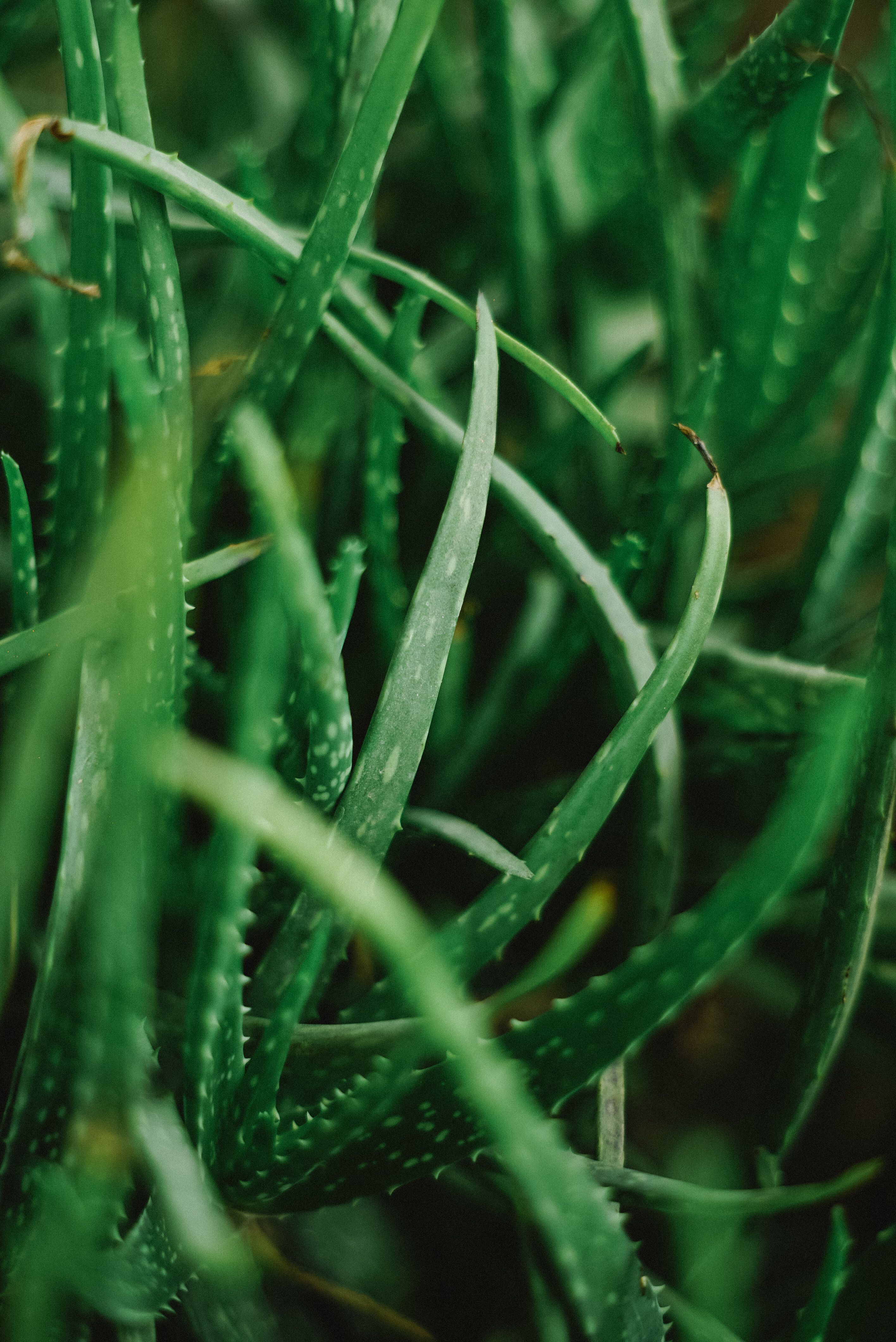 Aloe Vera Background Photos, Download The BEST Free Aloe Vera Background  Stock Photos & HD Images