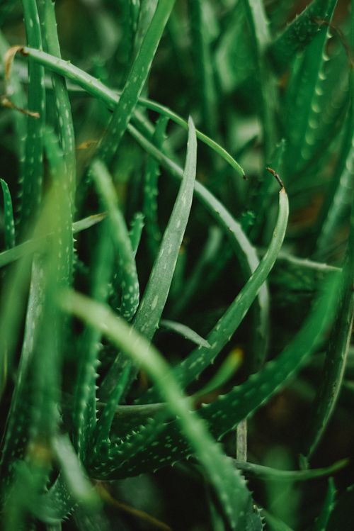 Free Vibrant green aloe vera plant close-up, showcasing the texture and spiky leaves of this succulent. Stock Photo