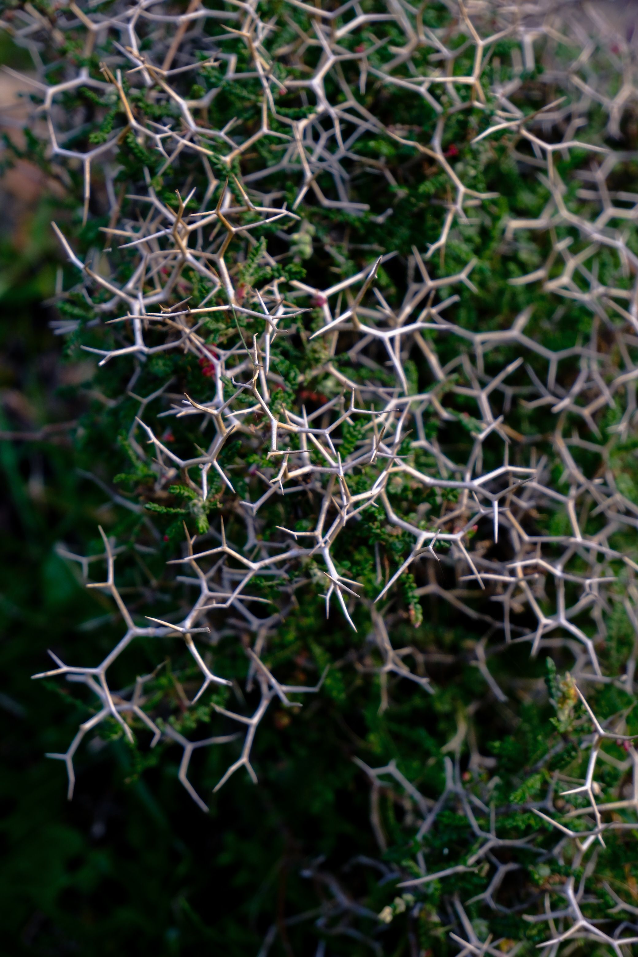 Detailed image of a complex web of sharp, white thorns on a green plant outdoors.