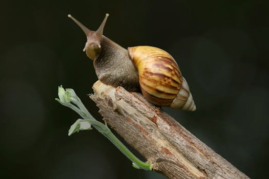 Captivating close-up of a snail on a branch, showcasing its shell and natural environment.
