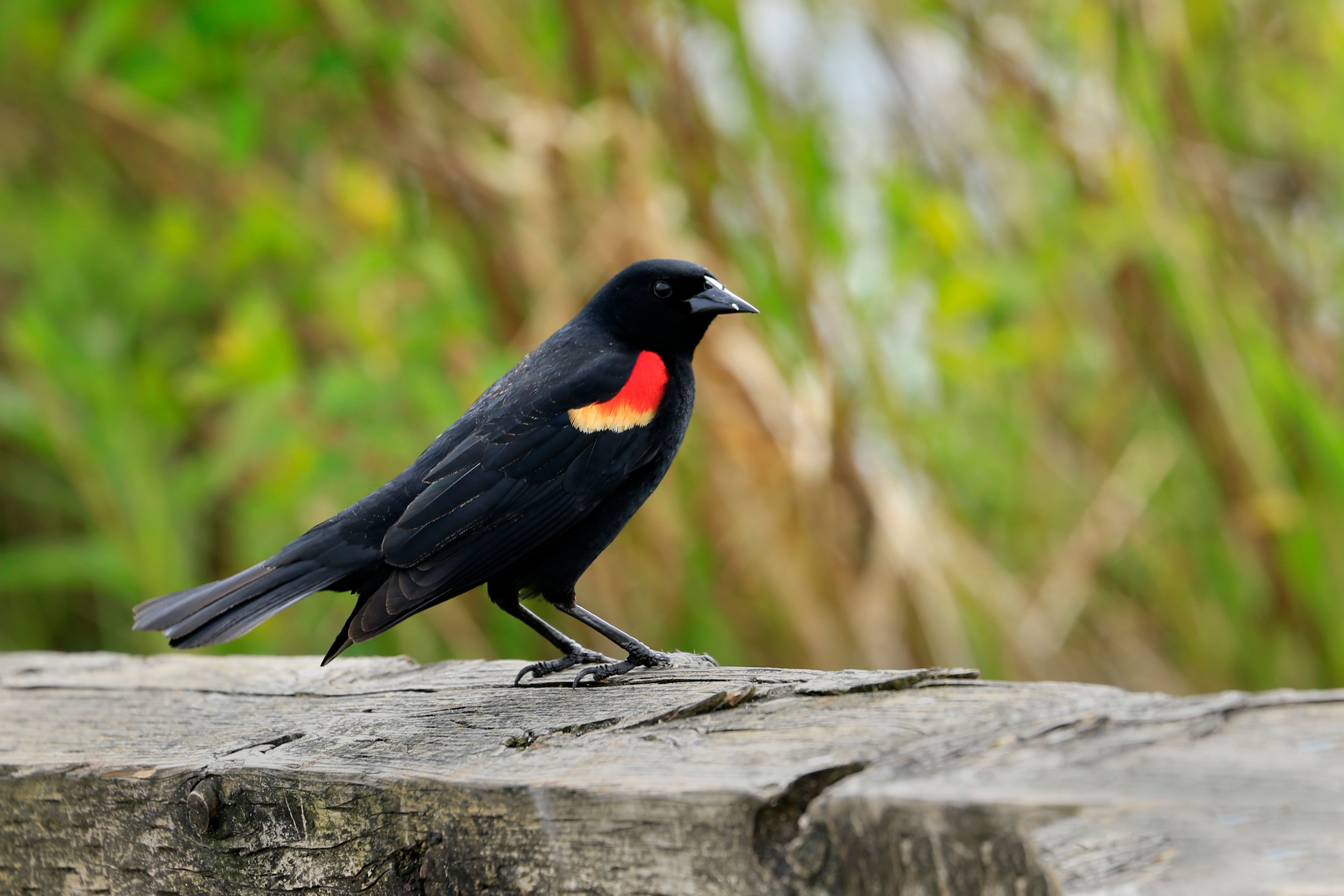 50 Common Birds Of North America