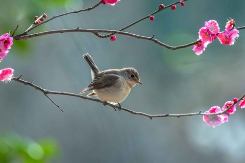 Free A small bird perched on a cherry blossom branch in springtime, against a soft bokeh background. Stock Photo