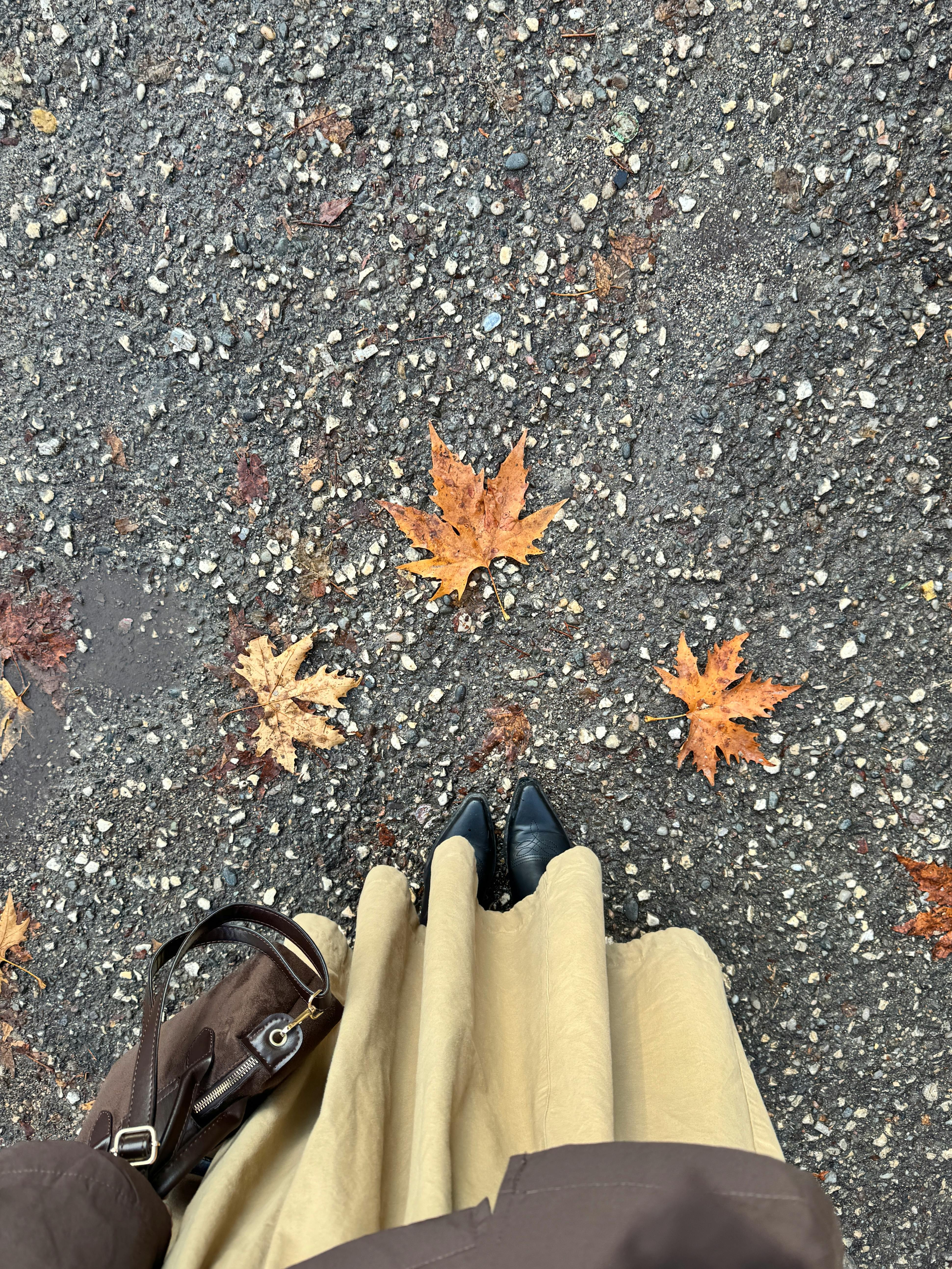 Autumn Leaves on Wet Pavement in Gaziantep