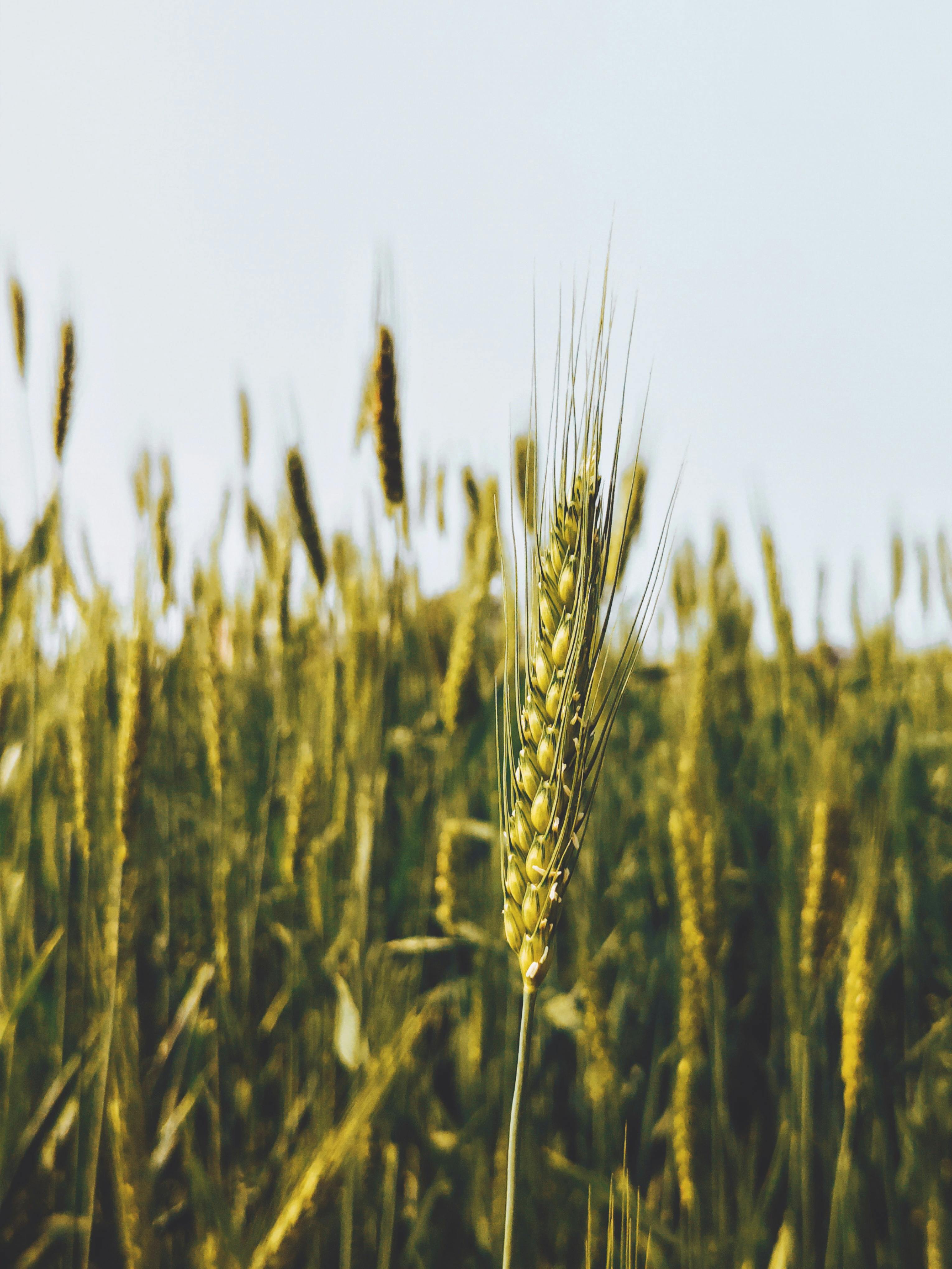 Gratis Foto close-up yang menakjubkan dari bulir gandum dengan latar belakang ladang yang buram di Wadoda, India. Foto Stok