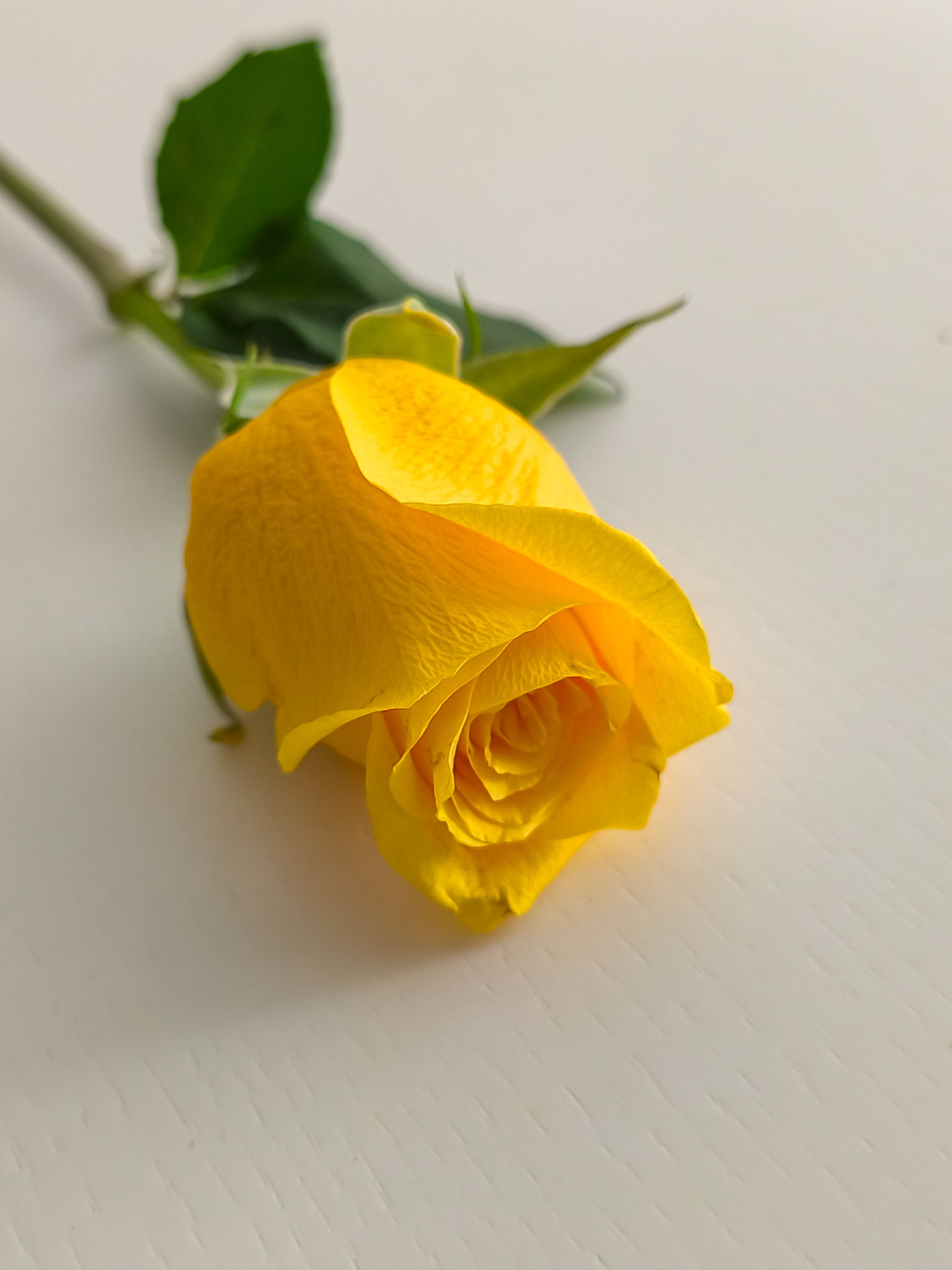 Vibrant Yellow Rose on a White Surface · Free Stock Photo