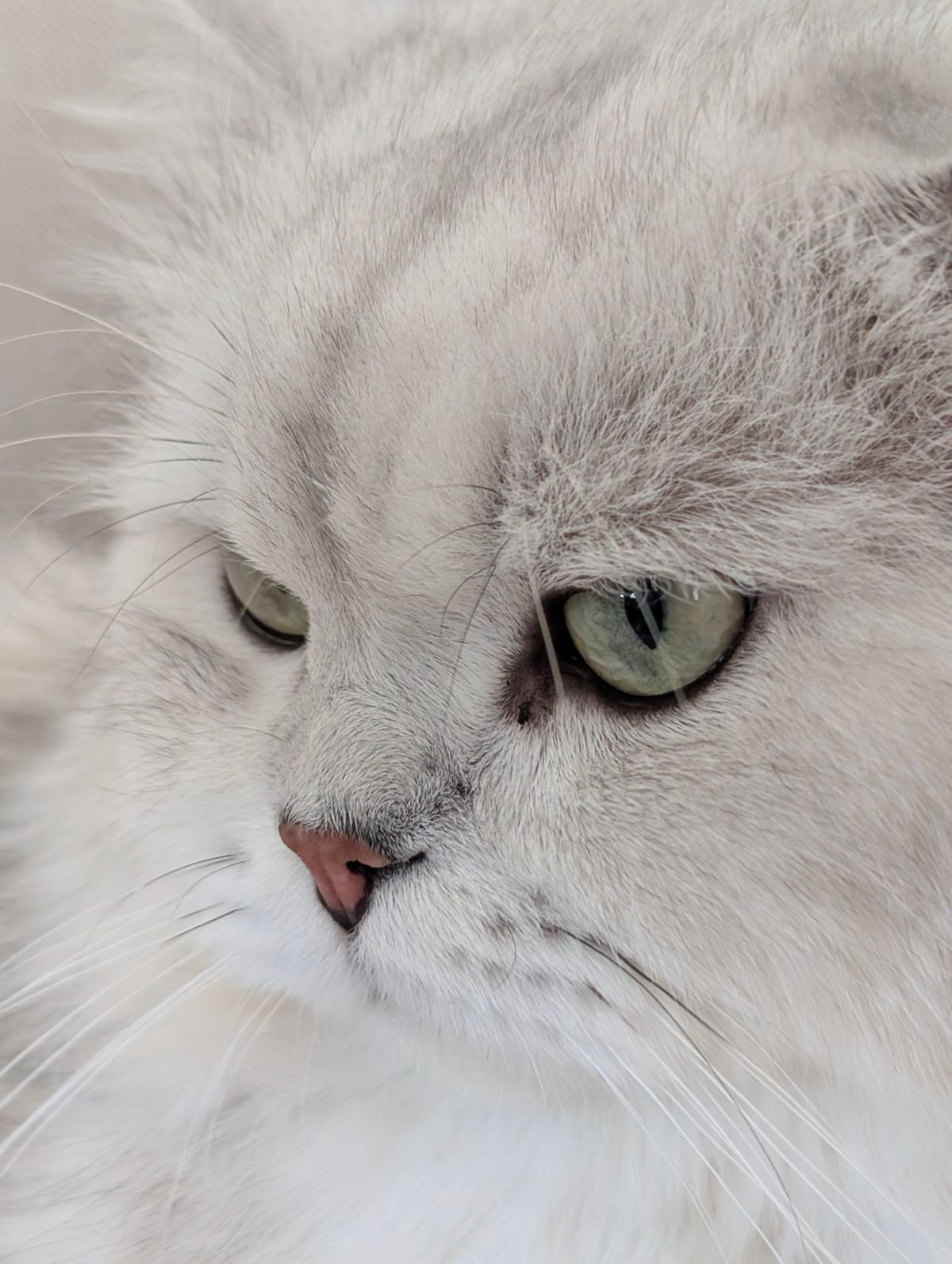 Augenausfluss bei der Katze: Schlafsand, brauner, gelber, grüner oder blutiger Ausfluss, gelbe Augen, Kratzen über dem Auge – was normal ist, was gefährlich, was es kostet