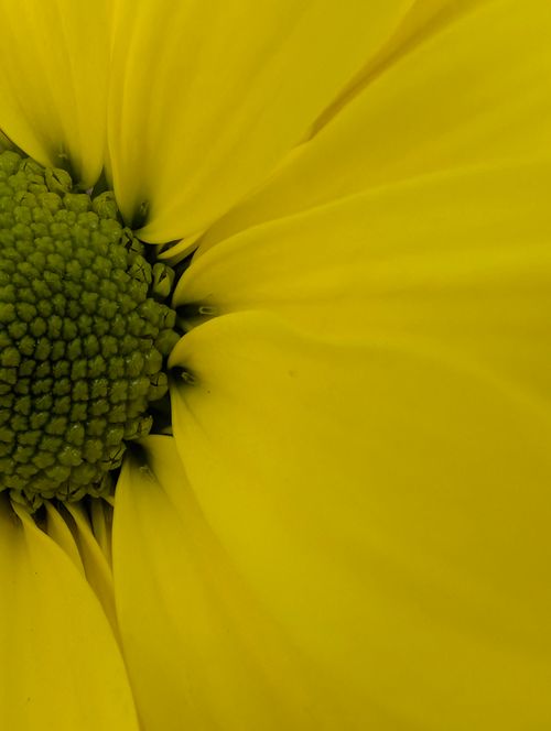 Free Macro shot of a vibrant yellow flower highlighting the detailed petals and green center. Stock Photo