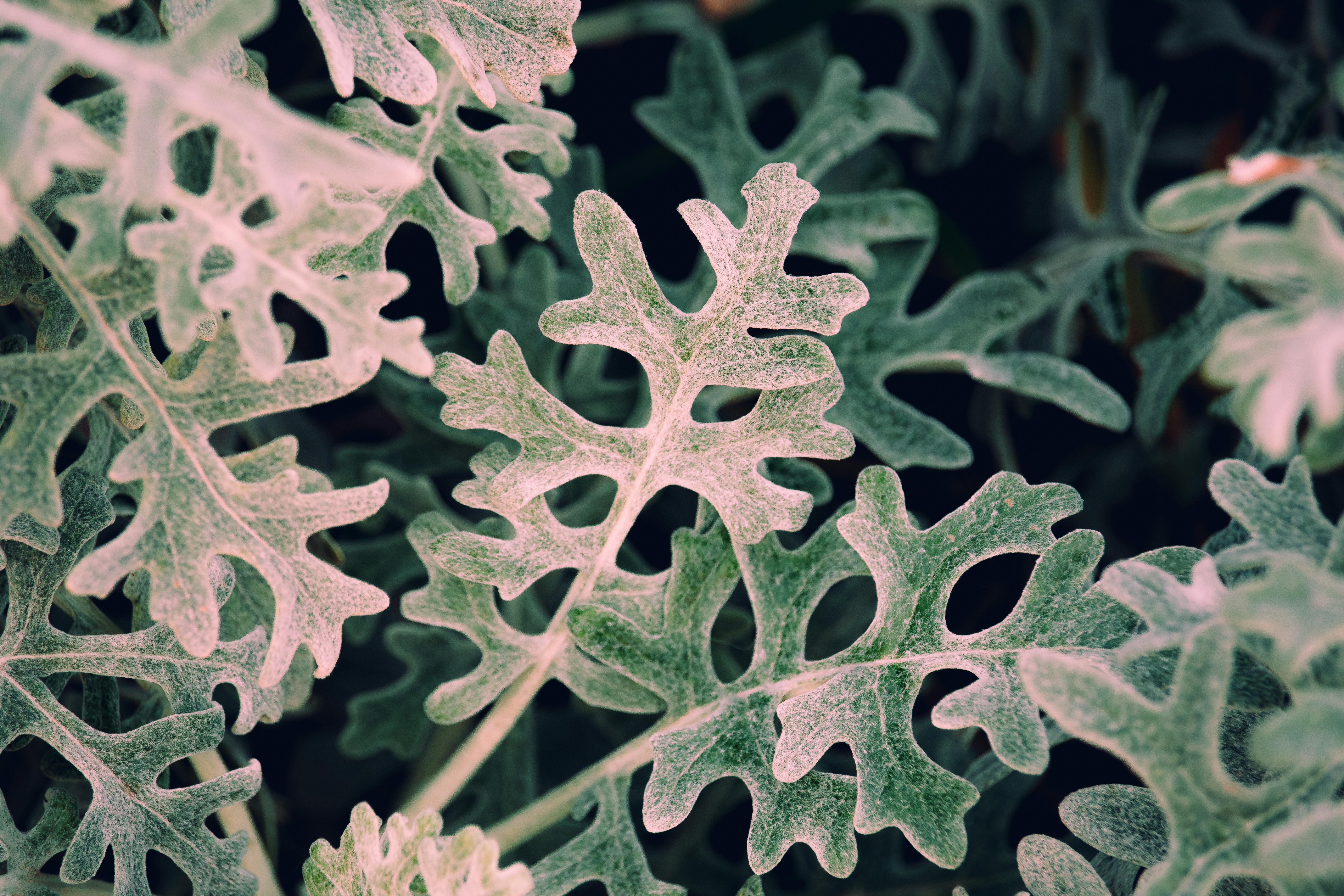 Free Detailed macro shot of Dusty Miller leaves showcasing intricate patterns and textures. Stock Photo