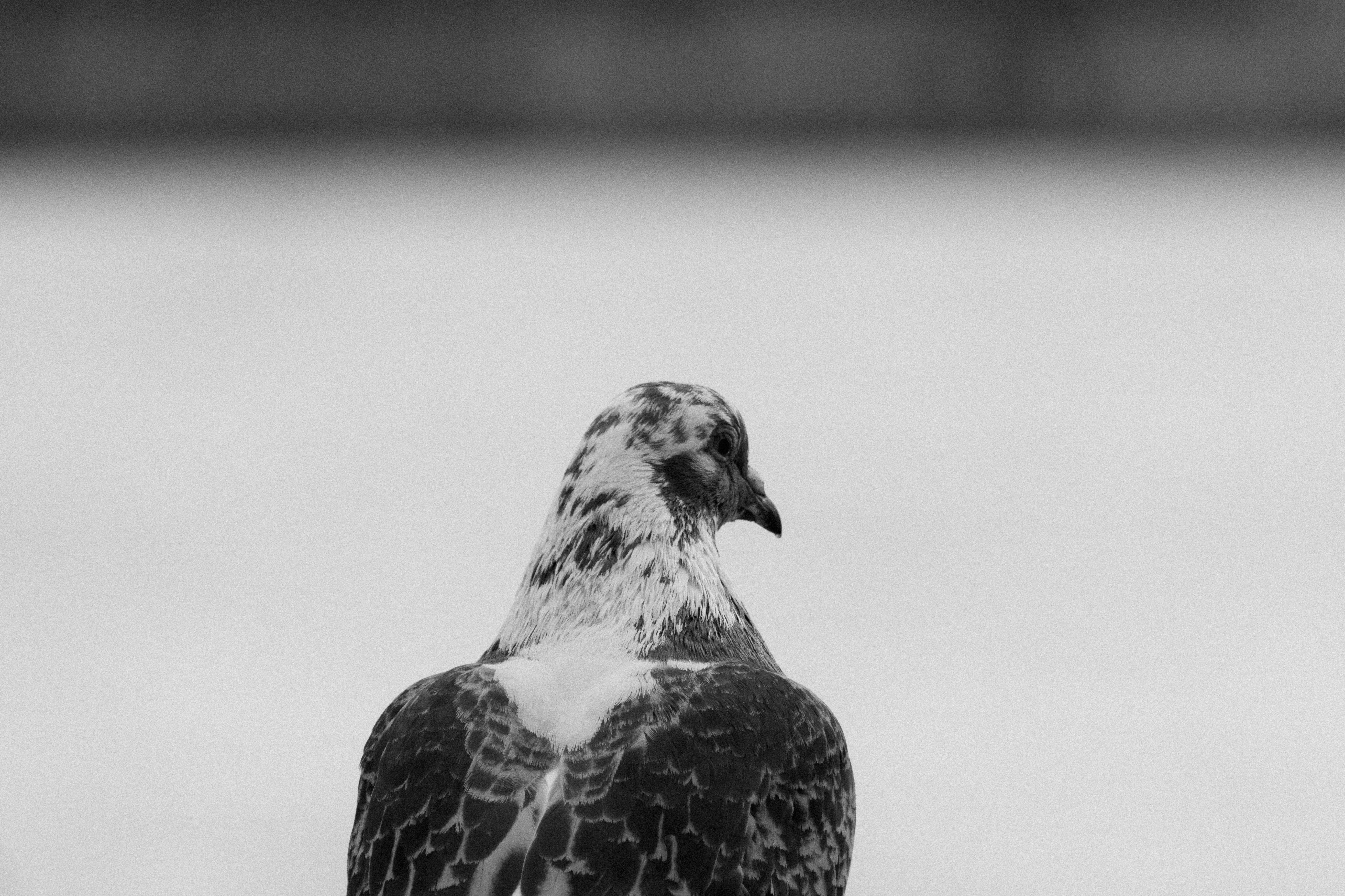 Gratuit Élégant pigeon noir et blanc photographié en extérieur à Londres. Idéal pour des thèmes artistiques. Photos
