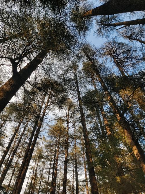 Free Looking up at tall pine trees in a peaceful forest on a sunny day. Stock Photo