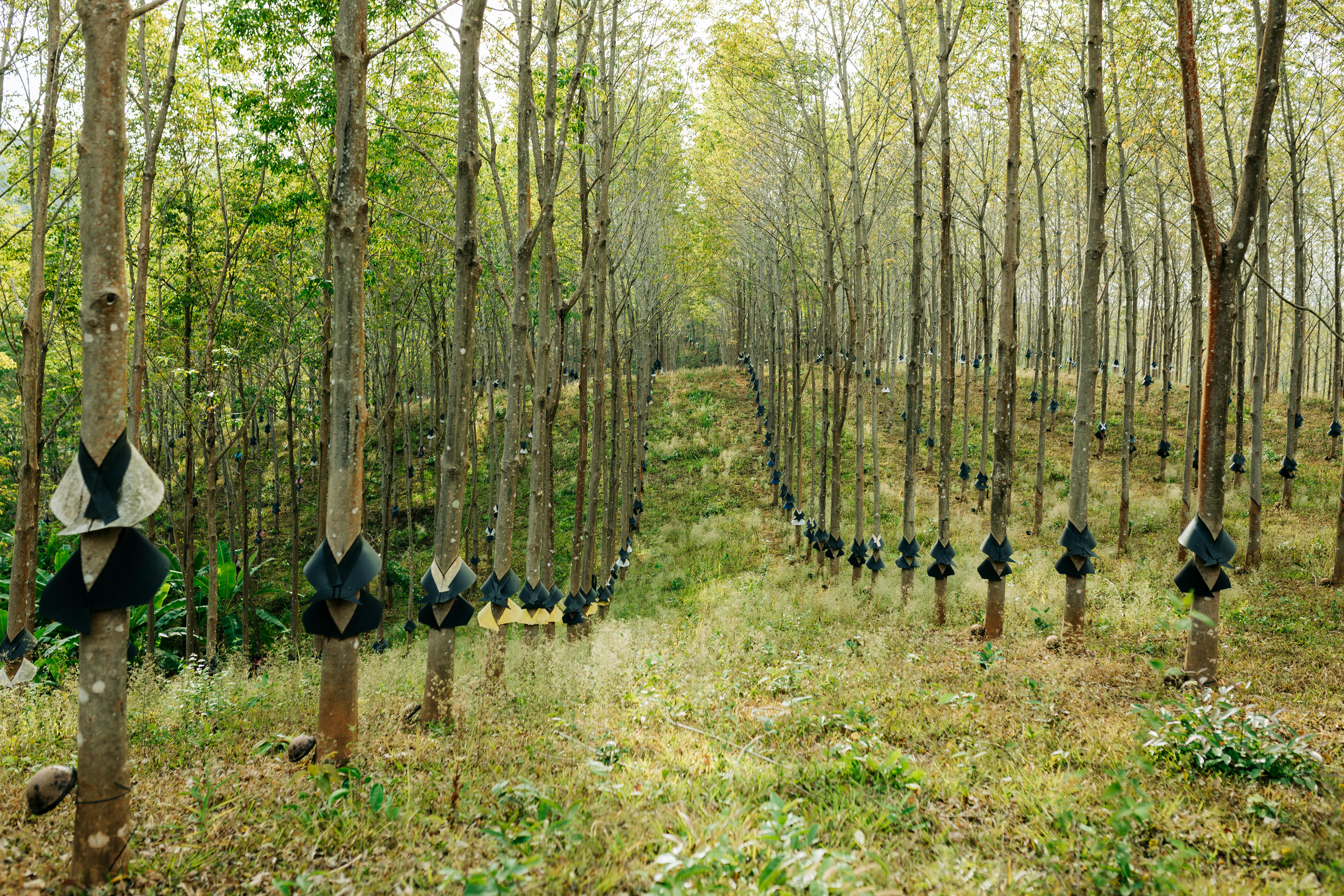 Lush rubber tree plantation in Kon Tum, Vietnam during daytime.