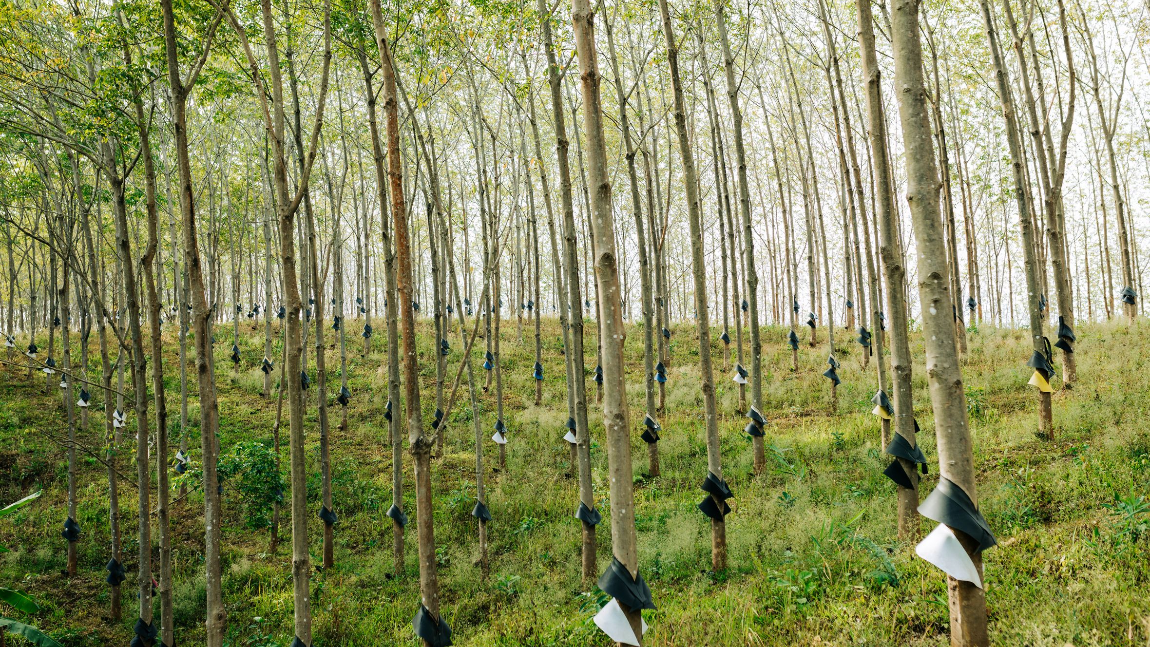 Rows of rubber trees in Kon Tum, Vietnam, showing tapped trunks ready for harvesting.