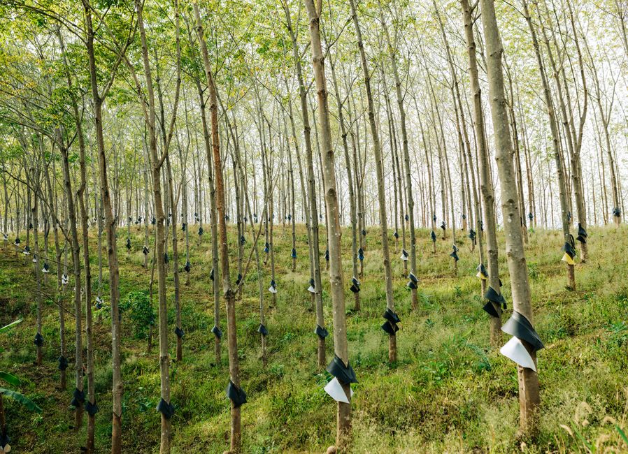 Illustration for Meaning and importance of forestry in Forestry