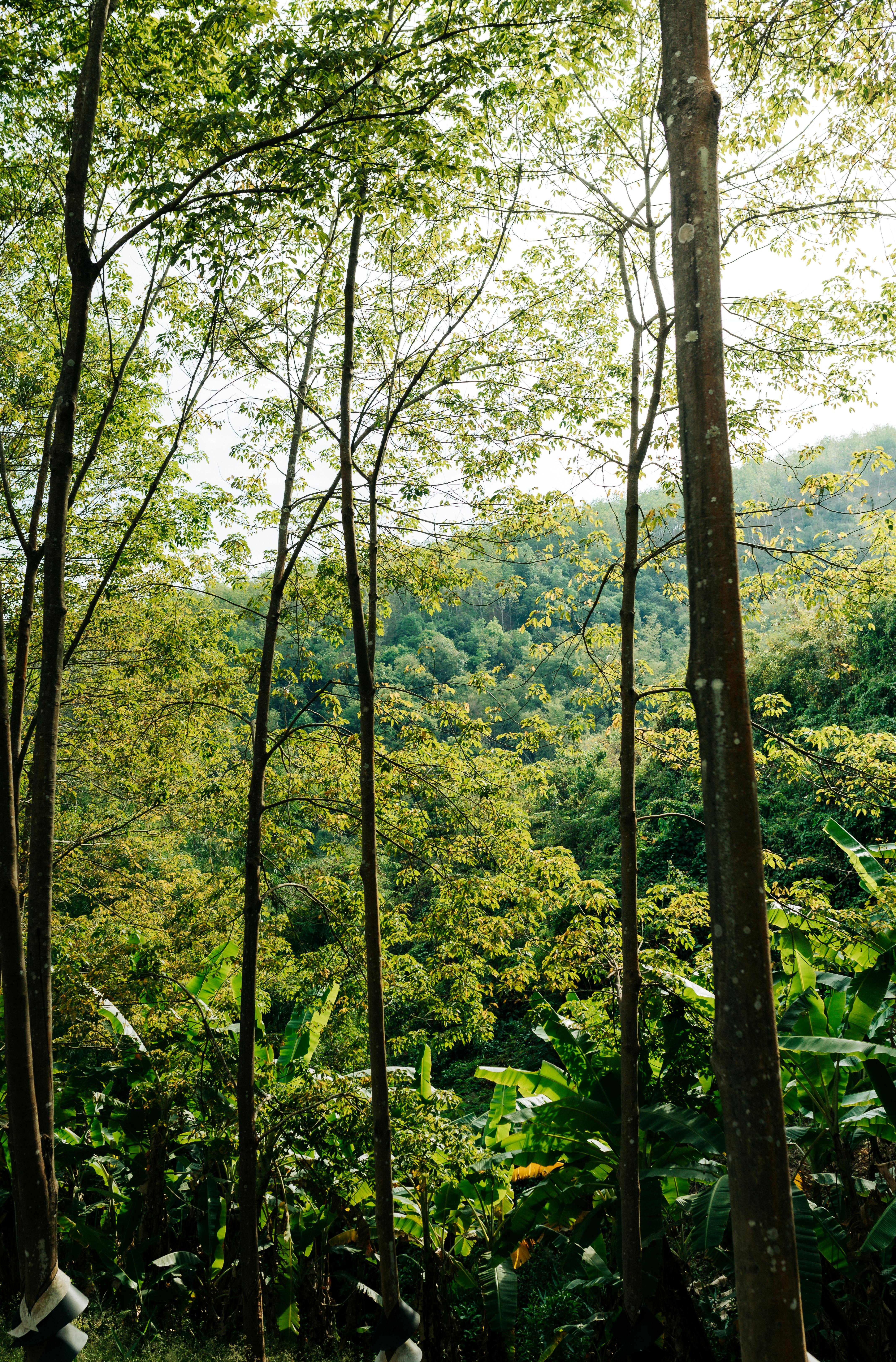 Dense green forest landscape in Kon Tum, Vietnam, showcasing tropical vegetation.
