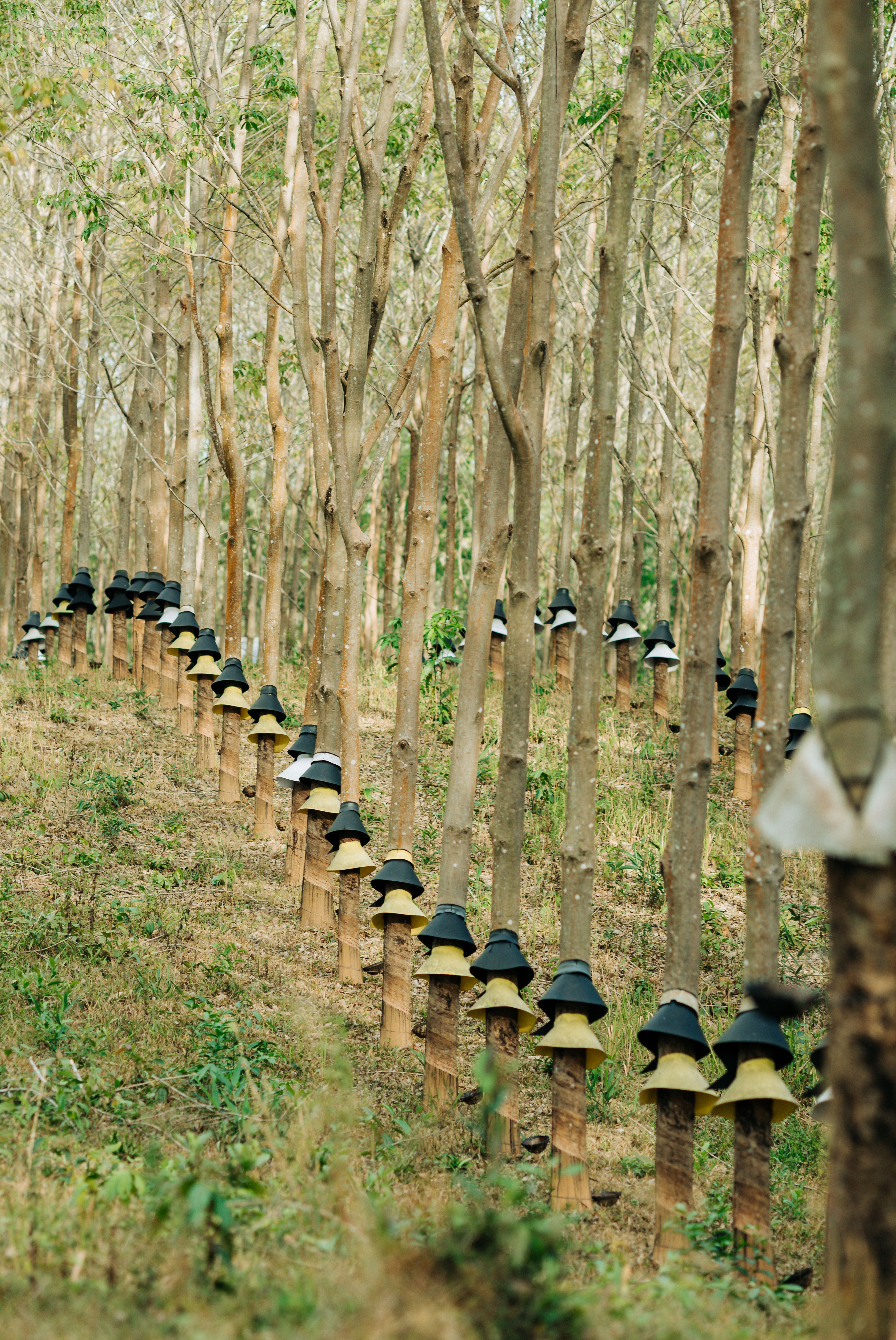 A Tree In A Forest A Collection Of Ajahn Chah S Similes