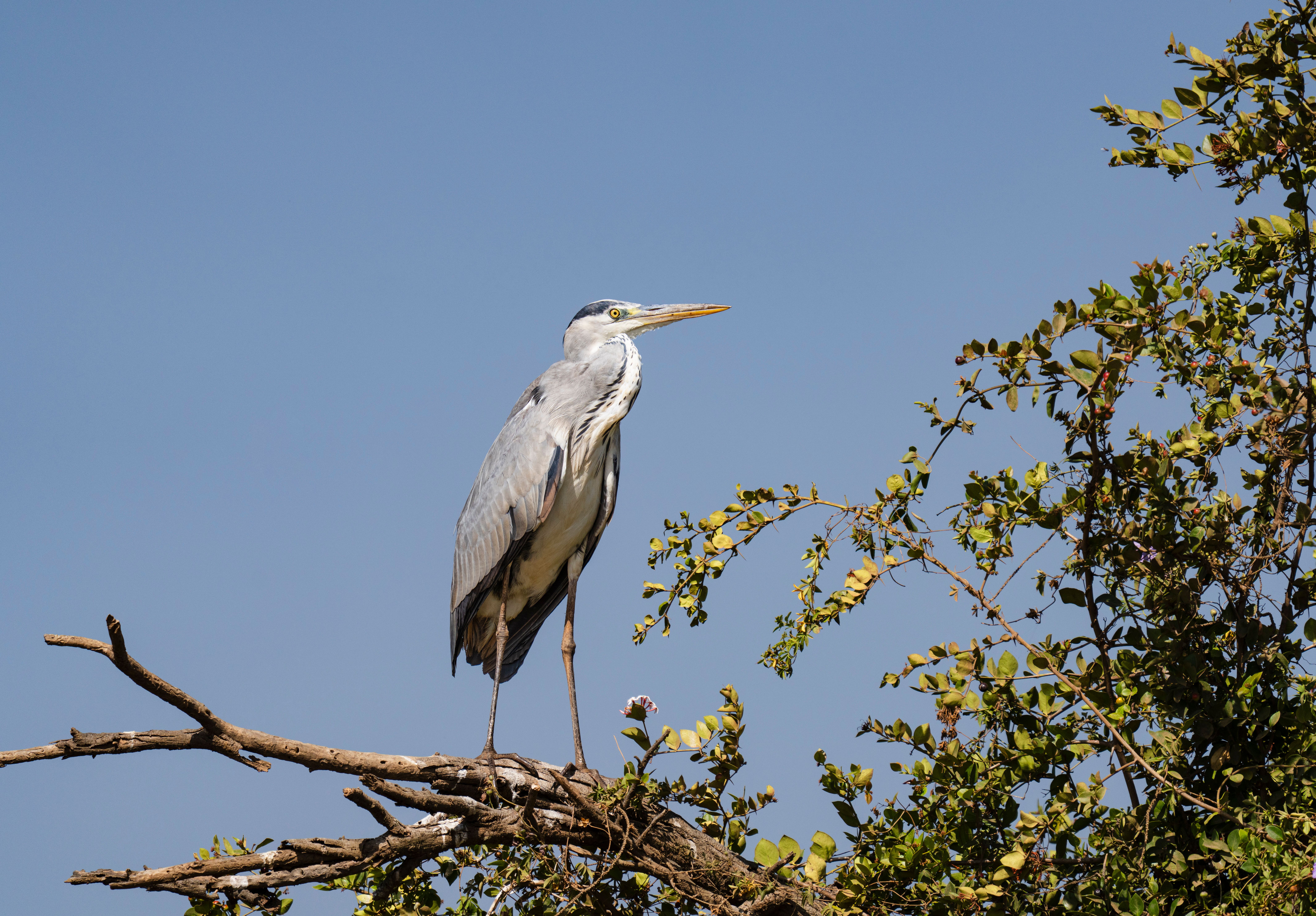 A grey heron perched on a tree branch in Nairobi National Park, Kenya.