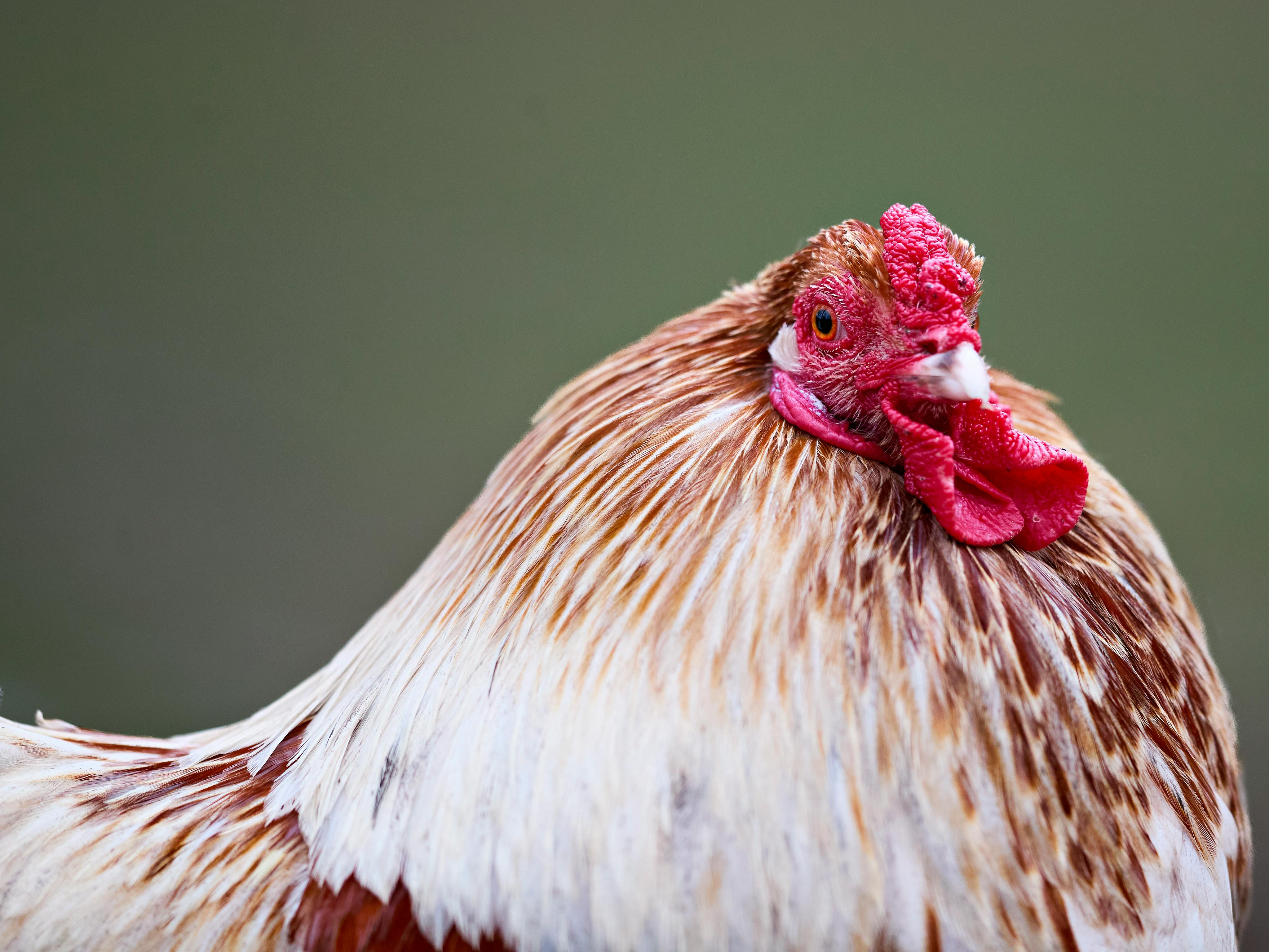 Gratis Foto close-up detail seekor ayam jantan yang bersemangat dengan jengger merah dan bulu berwarna-warni, melambangkan kehidupan pertanian. Foto Stok