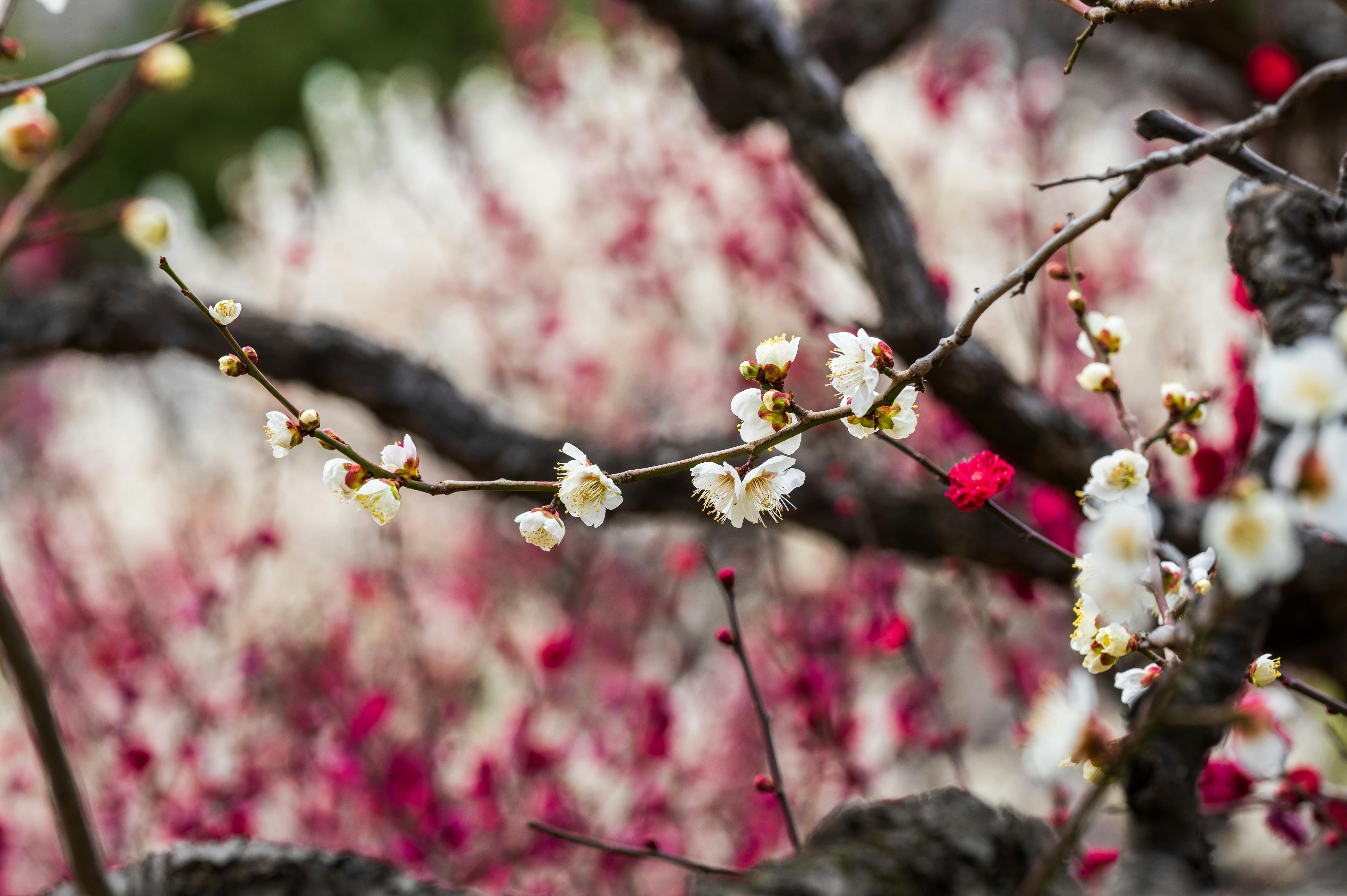 Gratis Foto stok gratis alam, aprikot jepang, batang pohon Foto Stok