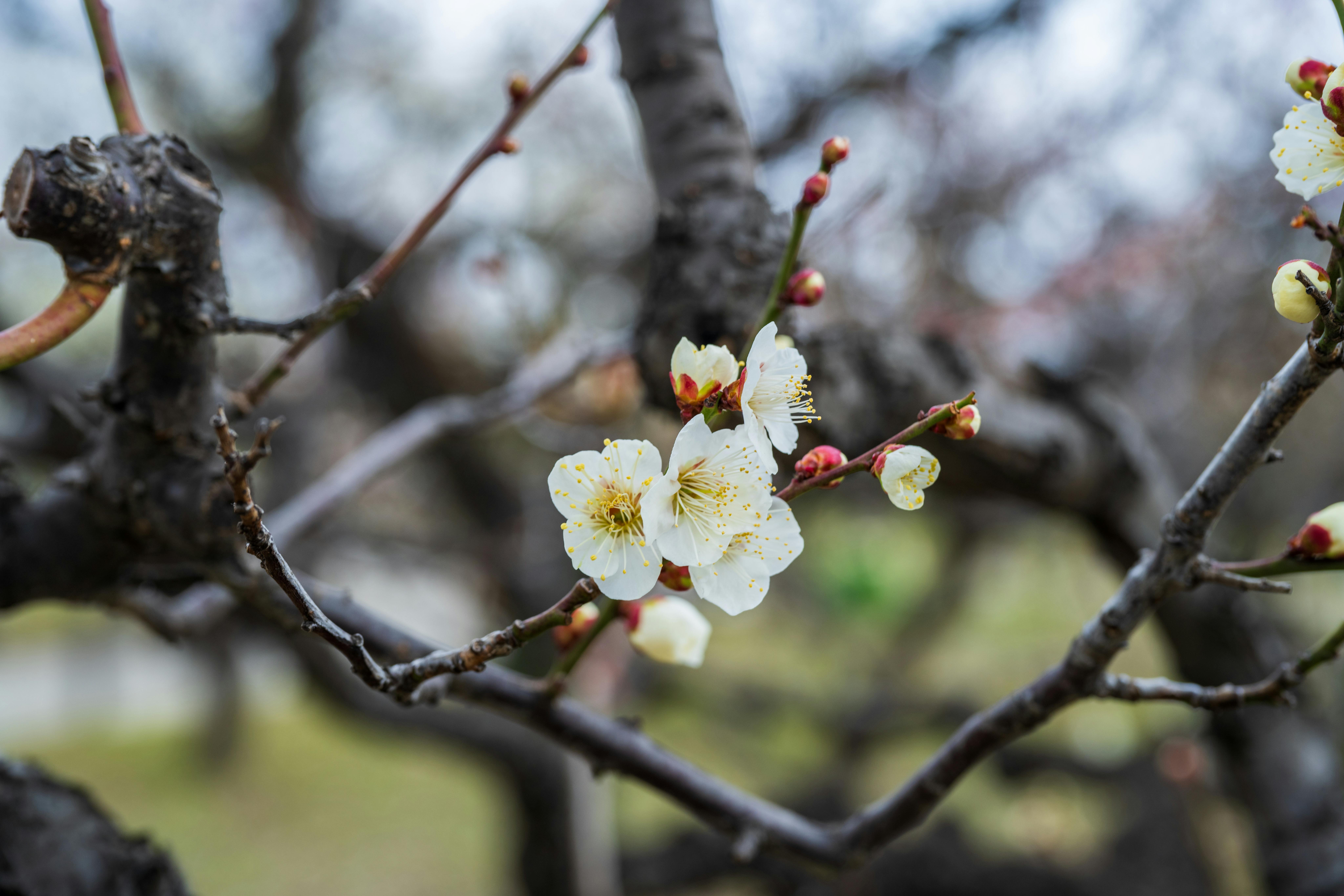 Detailed view of a delicate white plum blossom on a tree branch in early spring.