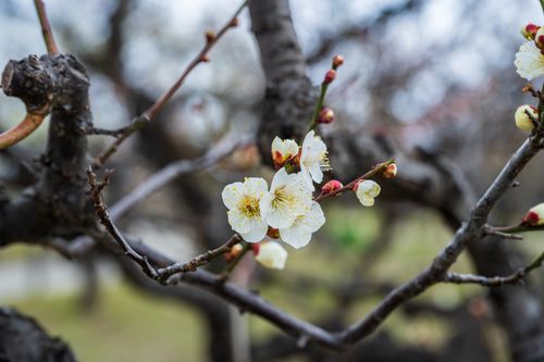 Free Detailed view of a delicate white plum blossom on a tree branch in early spring. Stock Photo