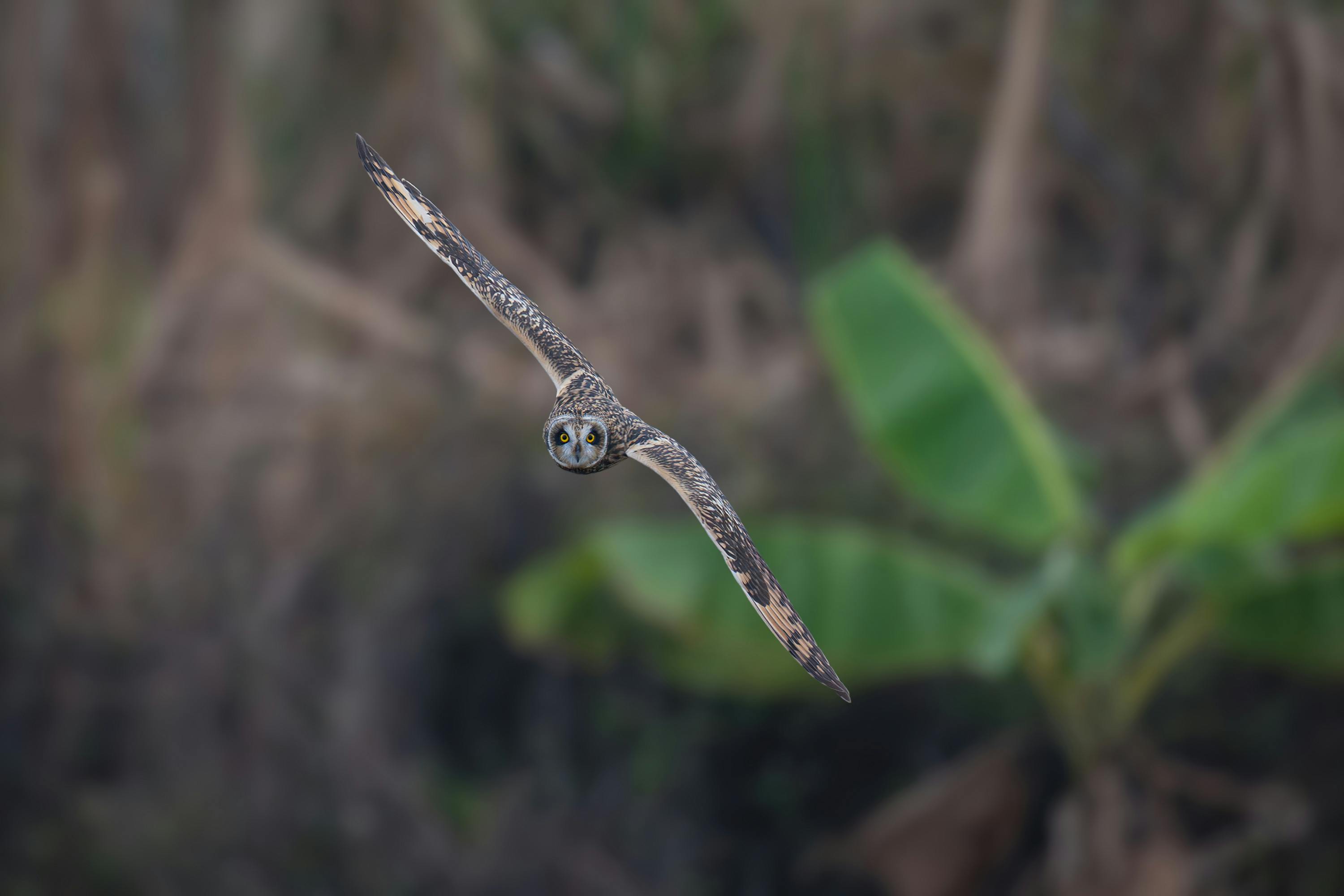 Free A short-eared owl soaring gracefully over a lush green background in natural habitat. Stock Photo
