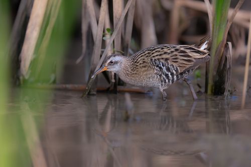 Free A water rail searching for food in a lush marsh environment. Stock Photo