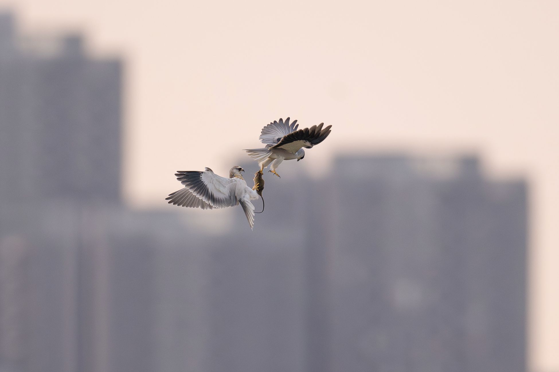 Vogelpaartje valt mensen aan bij kapper in Drachten