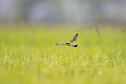 Image by Bitnik Gao