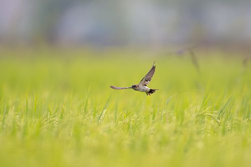 Free A single bird gracefully flying over a vibrant green meadow during the day. Stock Photo
